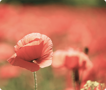 red-flowers